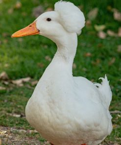 White Crested Duck
